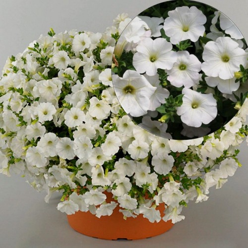 Petunia atkinsiana 'SURFINIA Snow' - Petuunia 'SURFINIA Snow' 